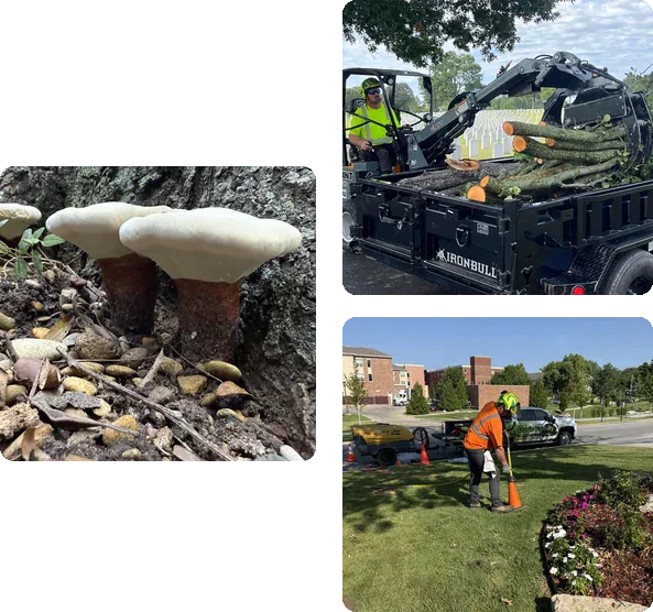Davis Family Arbor crews at work: loading cut logs for removal, inspecting decay at a tree base, and soil work beside a landscaped bed