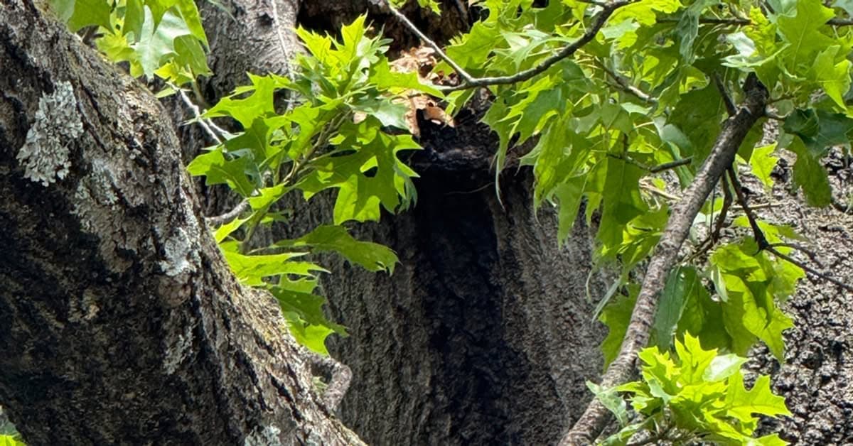 Hollow cavity in an oak trunk where a large limb was removed, framed by green leaves