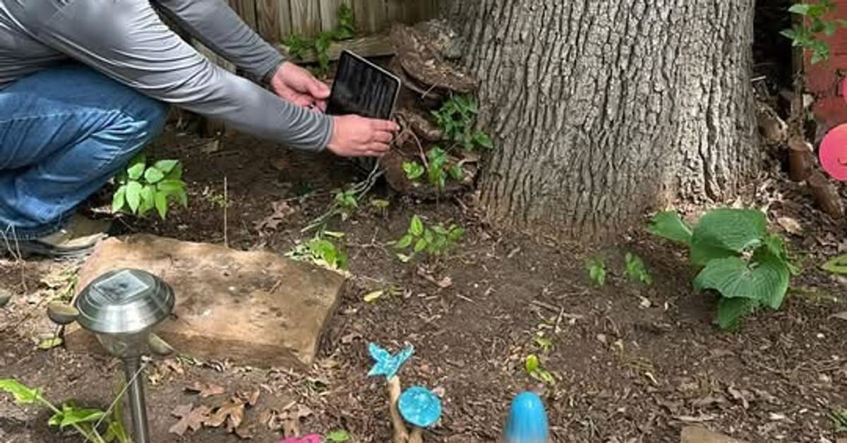 Arborist crouching with a handheld sensor at the base of a tree in a landscaped bed
