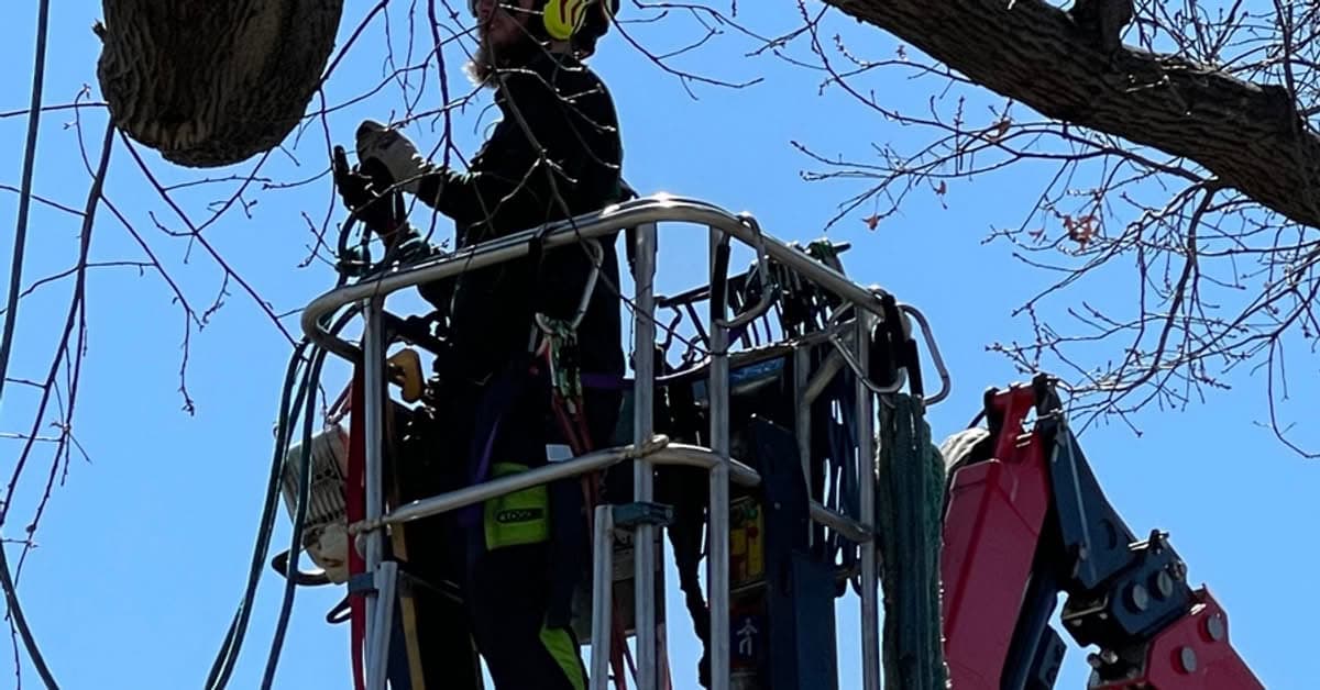 Arborist silhouetted in a bucket truck lift working high in a bare tree