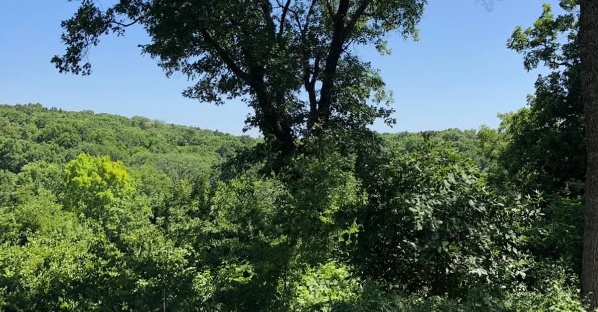 Wide view of a wooded hillside in full summer foliage, representing a tree population recorded in an inventory