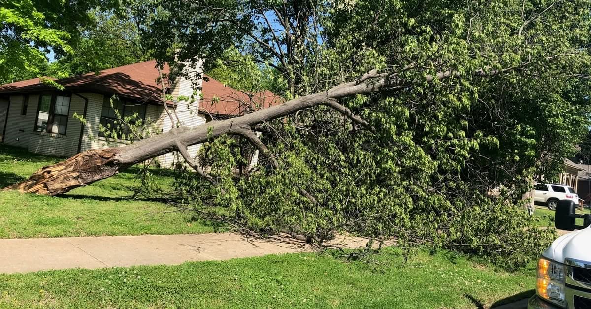 24/7 Emergency Tree Service