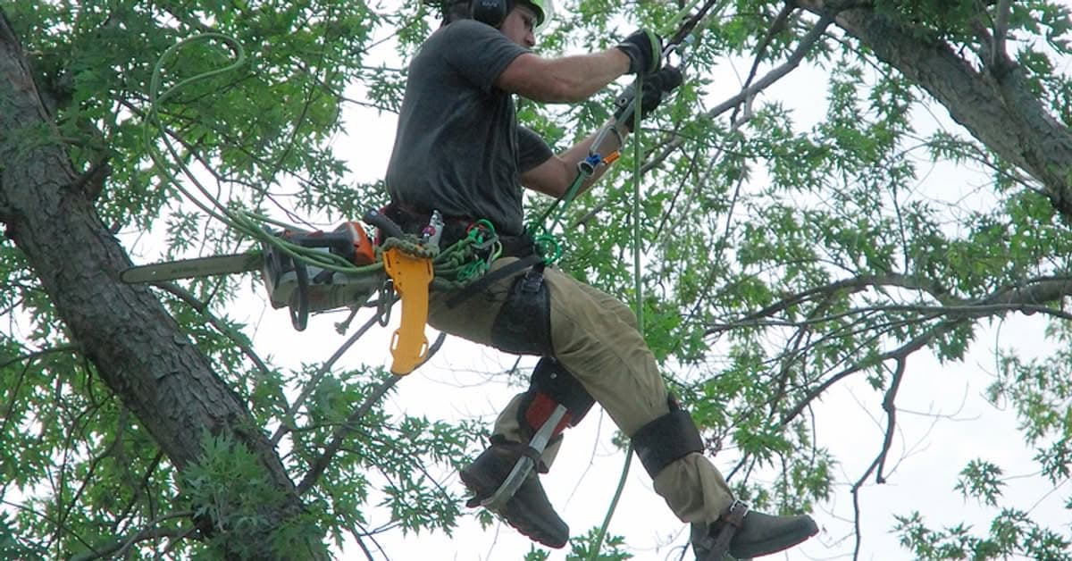 Climbing arborist suspended in an oak canopy with ropes, rigging gear, and a chainsaw