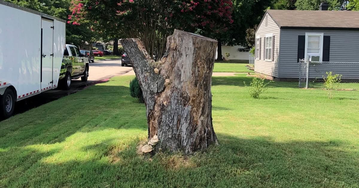 Large freshly cut stump standing in a front yard beside a white enclosed trailer