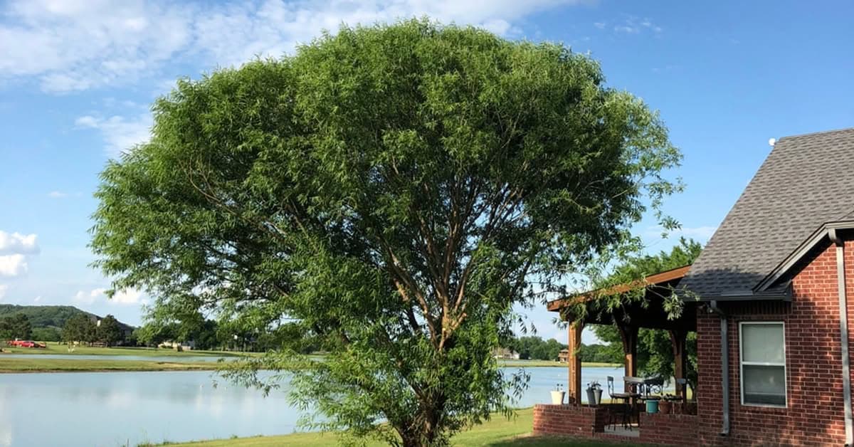 Healthy full willow tree beside a brick house overlooking a calm lake