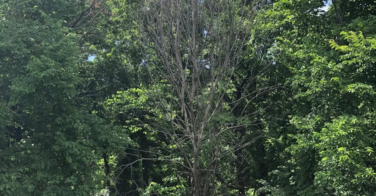 Tall tree with a sparse, thinning canopy standing against a dense green forest