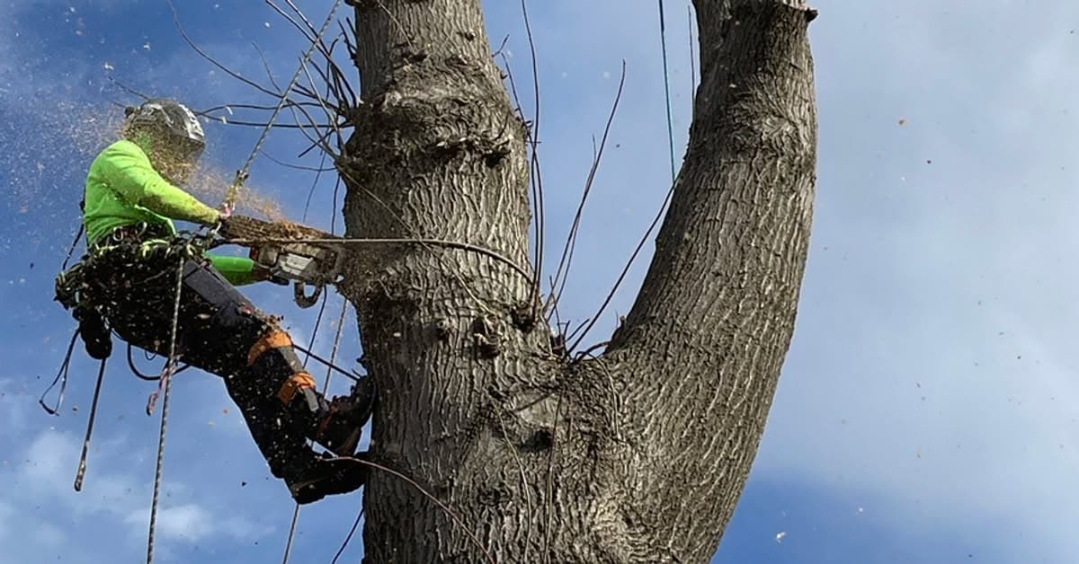 Climbing arborist operating a chainsaw high in a large tree, wood chips flying