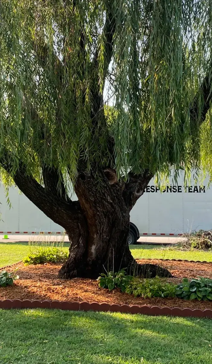 Mature weeping willow with a freshly mulched and edged bed around its base